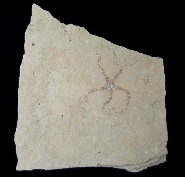 Ophiopetra lithographica (ENAY & HESS 1962) - Bild © FossNet FossilienStore